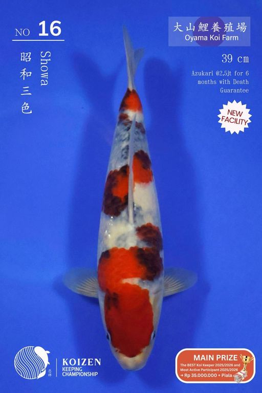 Lelang Koi Online, Jual Beli Ikan Koi, Pusat Jual Beli Koi, Info Lelang Koi Hari Ini, Platform Jual Beli Koi, Jual Beli Ikan Koi Online, Marketplace Ikan Koi, Jual Koi Terbaik, Tempat Beli Koi Berkualitas, Pasar Ikan Koi Online Terpercaya, Penjual Ikan Koi Terpercaya, Beli Koi Hias Online, Ikan Koi untuk Dijual, Koi Kualitas Terbaik, Toko Online Ikan Koi, Koi Hias Untuk Dijual, Jual Beli Ikan Koi Lokal, Koi Indonesia Online, Pusat Jual Beli Koi Terbesar