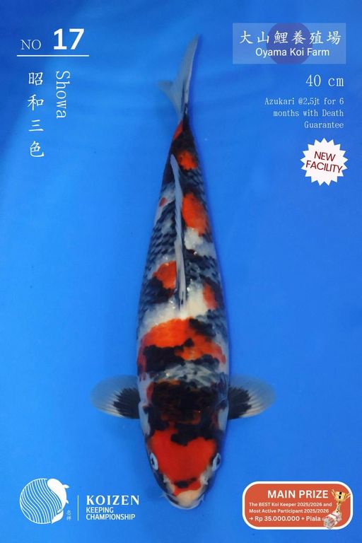 Lelang Koi Online, Jual Beli Ikan Koi, Pusat Jual Beli Koi, Info Lelang Koi Hari Ini, Platform Jual Beli Koi, Jual Beli Ikan Koi Online, Marketplace Ikan Koi, Jual Koi Terbaik, Tempat Beli Koi Berkualitas, Pasar Ikan Koi Online Terpercaya, Penjual Ikan Koi Terpercaya, Beli Koi Hias Online, Ikan Koi untuk Dijual, Koi Kualitas Terbaik, Toko Online Ikan Koi, Koi Hias Untuk Dijual, Jual Beli Ikan Koi Lokal, Koi Indonesia Online, Pusat Jual Beli Koi Terbesar