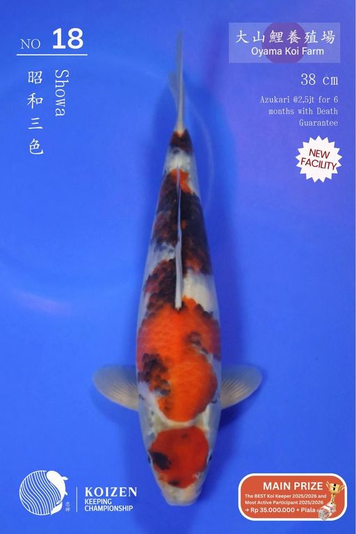Lelang Koi Online, Jual Beli Ikan Koi, Pusat Jual Beli Koi, Info Lelang Koi Hari Ini, Platform Jual Beli Koi, Jual Beli Ikan Koi Online, Marketplace Ikan Koi, Jual Koi Terbaik, Tempat Beli Koi Berkualitas, Pasar Ikan Koi Online Terpercaya, Penjual Ikan Koi Terpercaya, Beli Koi Hias Online, Ikan Koi untuk Dijual, Koi Kualitas Terbaik, Toko Online Ikan Koi, Koi Hias Untuk Dijual, Jual Beli Ikan Koi Lokal, Koi Indonesia Online, Pusat Jual Beli Koi Terbesar