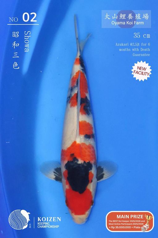 Lelang Koi Online, Jual Beli Ikan Koi, Pusat Jual Beli Koi, Info Lelang Koi Hari Ini, Platform Jual Beli Koi, Jual Beli Ikan Koi Online, Marketplace Ikan Koi, Jual Koi Terbaik, Tempat Beli Koi Berkualitas, Pasar Ikan Koi Online Terpercaya, Penjual Ikan Koi Terpercaya, Beli Koi Hias Online, Ikan Koi untuk Dijual, Koi Kualitas Terbaik, Toko Online Ikan Koi, Koi Hias Untuk Dijual, Jual Beli Ikan Koi Lokal, Koi Indonesia Online, Pusat Jual Beli Koi Terbesar