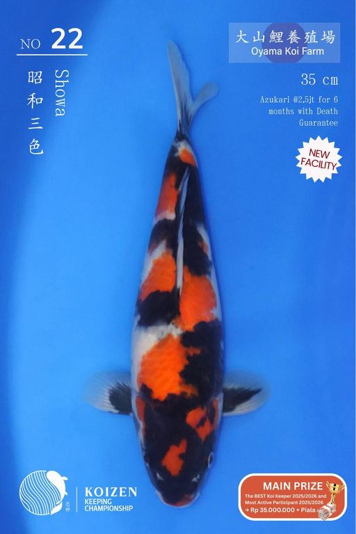 Lelang Koi Online, Jual Beli Ikan Koi, Pusat Jual Beli Koi, Info Lelang Koi Hari Ini, Platform Jual Beli Koi, Jual Beli Ikan Koi Online, Marketplace Ikan Koi, Jual Koi Terbaik, Tempat Beli Koi Berkualitas, Pasar Ikan Koi Online Terpercaya, Penjual Ikan Koi Terpercaya, Beli Koi Hias Online, Ikan Koi untuk Dijual, Koi Kualitas Terbaik, Toko Online Ikan Koi, Koi Hias Untuk Dijual, Jual Beli Ikan Koi Lokal, Koi Indonesia Online, Pusat Jual Beli Koi Terbesar