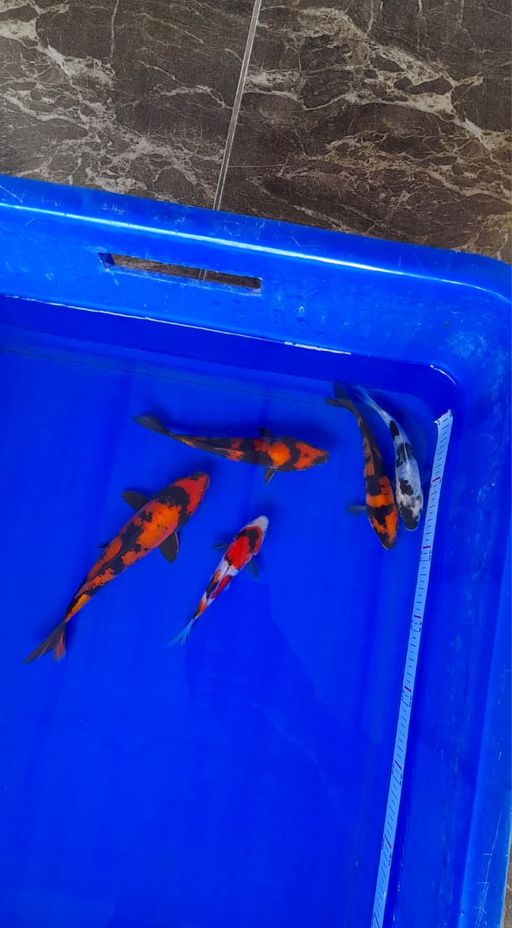 Lelang Koi Online, Jual Beli Ikan Koi, Pusat Jual Beli Koi, Info Lelang Koi Hari Ini, Platform Jual Beli Koi, Jual Beli Ikan Koi Online, Marketplace Ikan Koi, Jual Koi Terbaik, Tempat Beli Koi Berkualitas, Pasar Ikan Koi Online Terpercaya, Penjual Ikan Koi Terpercaya, Beli Koi Hias Online, Ikan Koi untuk Dijual, Koi Kualitas Terbaik, Toko Online Ikan Koi, Koi Hias Untuk Dijual, Jual Beli Ikan Koi Lokal, Koi Indonesia Online, Pusat Jual Beli Koi Terbesar