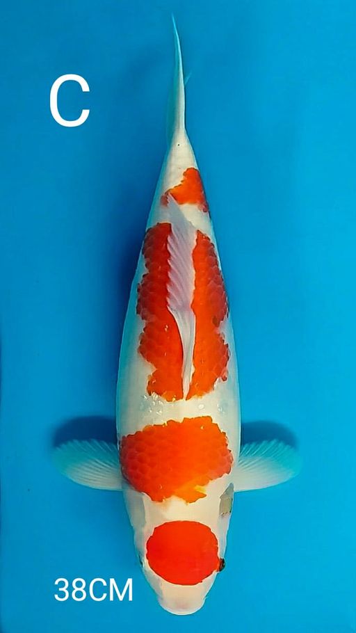 Lelang Koi Online, Jual Beli Ikan Koi, Pusat Jual Beli Koi, Info Lelang Koi Hari Ini, Platform Jual Beli Koi, Jual Beli Ikan Koi Online, Marketplace Ikan Koi, Jual Koi Terbaik, Tempat Beli Koi Berkualitas, Pasar Ikan Koi Online Terpercaya, Penjual Ikan Koi Terpercaya, Beli Koi Hias Online, Ikan Koi untuk Dijual, Koi Kualitas Terbaik, Toko Online Ikan Koi, Koi Hias Untuk Dijual, Jual Beli Ikan Koi Lokal, Koi Indonesia Online, Pusat Jual Beli Koi Terbesar