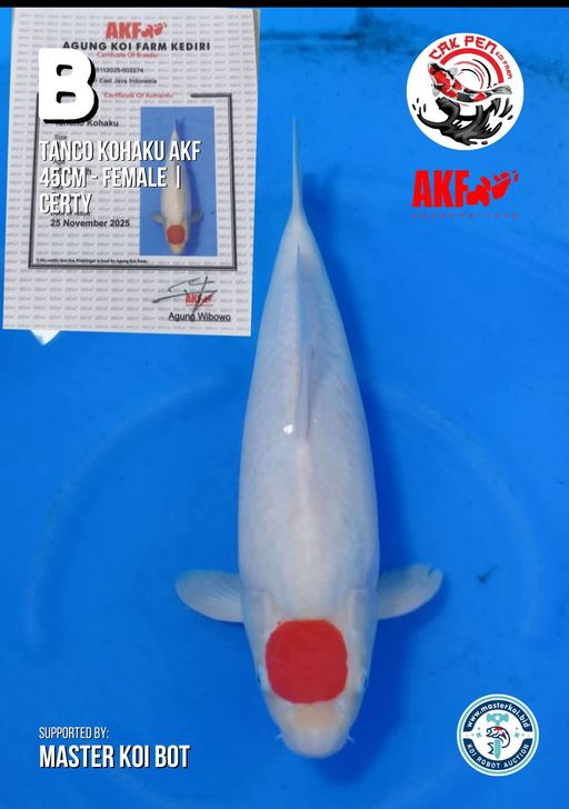 Lelang Koi Online, Jual Beli Ikan Koi, Pusat Jual Beli Koi, Info Lelang Koi Hari Ini, Platform Jual Beli Koi, Jual Beli Ikan Koi Online, Marketplace Ikan Koi, Jual Koi Terbaik, Tempat Beli Koi Berkualitas, Pasar Ikan Koi Online Terpercaya, Penjual Ikan Koi Terpercaya, Beli Koi Hias Online, Ikan Koi untuk Dijual, Koi Kualitas Terbaik, Toko Online Ikan Koi, Koi Hias Untuk Dijual, Jual Beli Ikan Koi Lokal, Koi Indonesia Online, Pusat Jual Beli Koi Terbesar