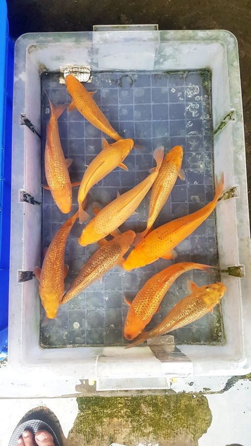 Lelang Koi Online, Jual Beli Ikan Koi, Pusat Jual Beli Koi, Info Lelang Koi Hari Ini, Platform Jual Beli Koi, Jual Beli Ikan Koi Online, Marketplace Ikan Koi, Jual Koi Terbaik, Tempat Beli Koi Berkualitas, Pasar Ikan Koi Online Terpercaya, Penjual Ikan Koi Terpercaya, Beli Koi Hias Online, Ikan Koi untuk Dijual, Koi Kualitas Terbaik, Toko Online Ikan Koi, Koi Hias Untuk Dijual, Jual Beli Ikan Koi Lokal, Koi Indonesia Online, Pusat Jual Beli Koi Terbesar