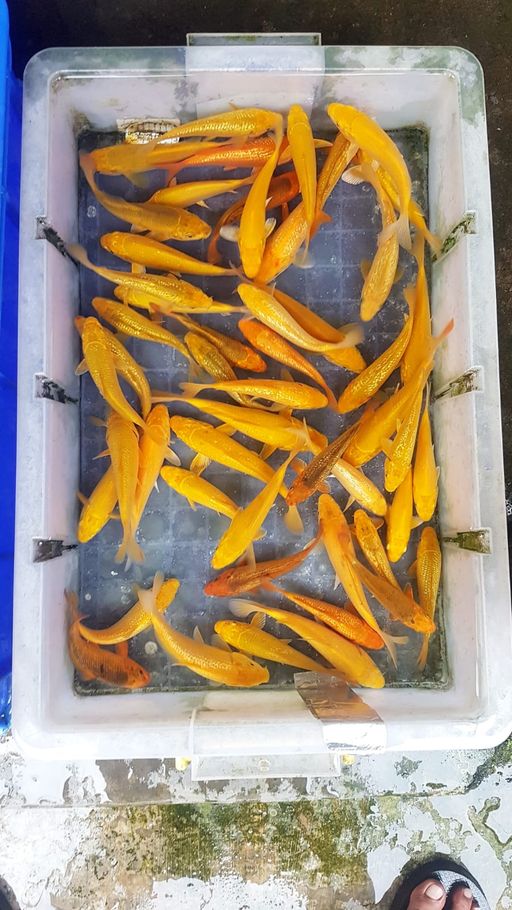 Lelang Koi Online, Jual Beli Ikan Koi, Pusat Jual Beli Koi, Info Lelang Koi Hari Ini, Platform Jual Beli Koi, Jual Beli Ikan Koi Online, Marketplace Ikan Koi, Jual Koi Terbaik, Tempat Beli Koi Berkualitas, Pasar Ikan Koi Online Terpercaya, Penjual Ikan Koi Terpercaya, Beli Koi Hias Online, Ikan Koi untuk Dijual, Koi Kualitas Terbaik, Toko Online Ikan Koi, Koi Hias Untuk Dijual, Jual Beli Ikan Koi Lokal, Koi Indonesia Online, Pusat Jual Beli Koi Terbesar