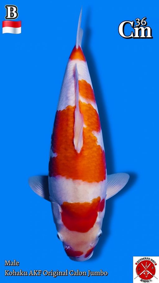 Lelang Koi Online, Jual Beli Ikan Koi, Pusat Jual Beli Koi, Info Lelang Koi Hari Ini, Platform Jual Beli Koi, Jual Beli Ikan Koi Online, Marketplace Ikan Koi, Jual Koi Terbaik, Tempat Beli Koi Berkualitas, Pasar Ikan Koi Online Terpercaya, Penjual Ikan Koi Terpercaya, Beli Koi Hias Online, Ikan Koi untuk Dijual, Koi Kualitas Terbaik, Toko Online Ikan Koi, Koi Hias Untuk Dijual, Jual Beli Ikan Koi Lokal, Koi Indonesia Online, Pusat Jual Beli Koi Terbesar