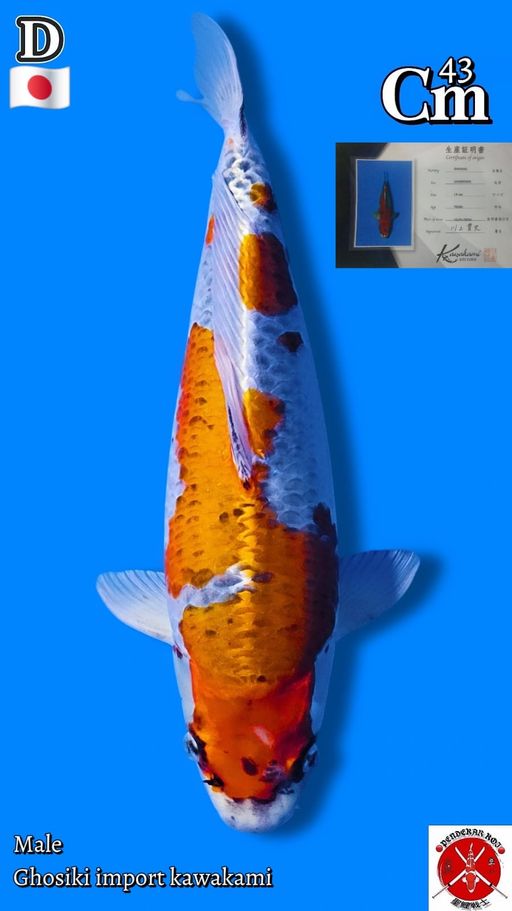 Lelang Koi Online, Jual Beli Ikan Koi, Pusat Jual Beli Koi, Info Lelang Koi Hari Ini, Platform Jual Beli Koi, Jual Beli Ikan Koi Online, Marketplace Ikan Koi, Jual Koi Terbaik, Tempat Beli Koi Berkualitas, Pasar Ikan Koi Online Terpercaya, Penjual Ikan Koi Terpercaya, Beli Koi Hias Online, Ikan Koi untuk Dijual, Koi Kualitas Terbaik, Toko Online Ikan Koi, Koi Hias Untuk Dijual, Jual Beli Ikan Koi Lokal, Koi Indonesia Online, Pusat Jual Beli Koi Terbesar