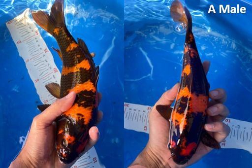 Lelang Koi Online, Jual Beli Ikan Koi, Pusat Jual Beli Koi, Info Lelang Koi Hari Ini, Platform Jual Beli Koi, Jual Beli Ikan Koi Online, Marketplace Ikan Koi, Jual Koi Terbaik, Tempat Beli Koi Berkualitas, Pasar Ikan Koi Online Terpercaya, Penjual Ikan Koi Terpercaya, Beli Koi Hias Online, Ikan Koi untuk Dijual, Koi Kualitas Terbaik, Toko Online Ikan Koi, Koi Hias Untuk Dijual, Jual Beli Ikan Koi Lokal, Koi Indonesia Online, Pusat Jual Beli Koi Terbesar