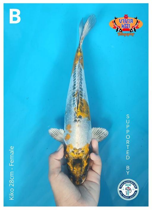 Lelang Koi Online, Jual Beli Ikan Koi, Pusat Jual Beli Koi, Info Lelang Koi Hari Ini, Platform Jual Beli Koi, Jual Beli Ikan Koi Online, Marketplace Ikan Koi, Jual Koi Terbaik, Tempat Beli Koi Berkualitas, Pasar Ikan Koi Online Terpercaya, Penjual Ikan Koi Terpercaya, Beli Koi Hias Online, Ikan Koi untuk Dijual, Koi Kualitas Terbaik, Toko Online Ikan Koi, Koi Hias Untuk Dijual, Jual Beli Ikan Koi Lokal, Koi Indonesia Online, Pusat Jual Beli Koi Terbesar