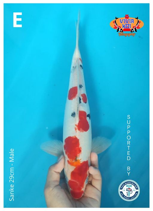 Lelang Koi Online, Jual Beli Ikan Koi, Pusat Jual Beli Koi, Info Lelang Koi Hari Ini, Platform Jual Beli Koi, Jual Beli Ikan Koi Online, Marketplace Ikan Koi, Jual Koi Terbaik, Tempat Beli Koi Berkualitas, Pasar Ikan Koi Online Terpercaya, Penjual Ikan Koi Terpercaya, Beli Koi Hias Online, Ikan Koi untuk Dijual, Koi Kualitas Terbaik, Toko Online Ikan Koi, Koi Hias Untuk Dijual, Jual Beli Ikan Koi Lokal, Koi Indonesia Online, Pusat Jual Beli Koi Terbesar