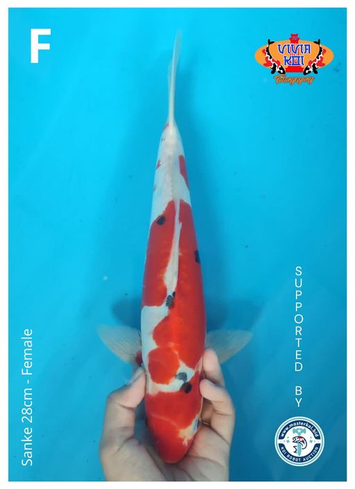 Lelang Koi Online, Jual Beli Ikan Koi, Pusat Jual Beli Koi, Info Lelang Koi Hari Ini, Platform Jual Beli Koi, Jual Beli Ikan Koi Online, Marketplace Ikan Koi, Jual Koi Terbaik, Tempat Beli Koi Berkualitas, Pasar Ikan Koi Online Terpercaya, Penjual Ikan Koi Terpercaya, Beli Koi Hias Online, Ikan Koi untuk Dijual, Koi Kualitas Terbaik, Toko Online Ikan Koi, Koi Hias Untuk Dijual, Jual Beli Ikan Koi Lokal, Koi Indonesia Online, Pusat Jual Beli Koi Terbesar