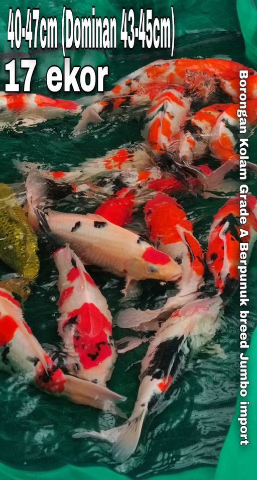 Lelang Koi Online, Jual Beli Ikan Koi, Pusat Jual Beli Koi, Info Lelang Koi Hari Ini, Platform Jual Beli Koi, Jual Beli Ikan Koi Online, Marketplace Ikan Koi, Jual Koi Terbaik, Tempat Beli Koi Berkualitas, Pasar Ikan Koi Online Terpercaya, Penjual Ikan Koi Terpercaya, Beli Koi Hias Online, Ikan Koi untuk Dijual, Koi Kualitas Terbaik, Toko Online Ikan Koi, Koi Hias Untuk Dijual, Jual Beli Ikan Koi Lokal, Koi Indonesia Online, Pusat Jual Beli Koi Terbesar