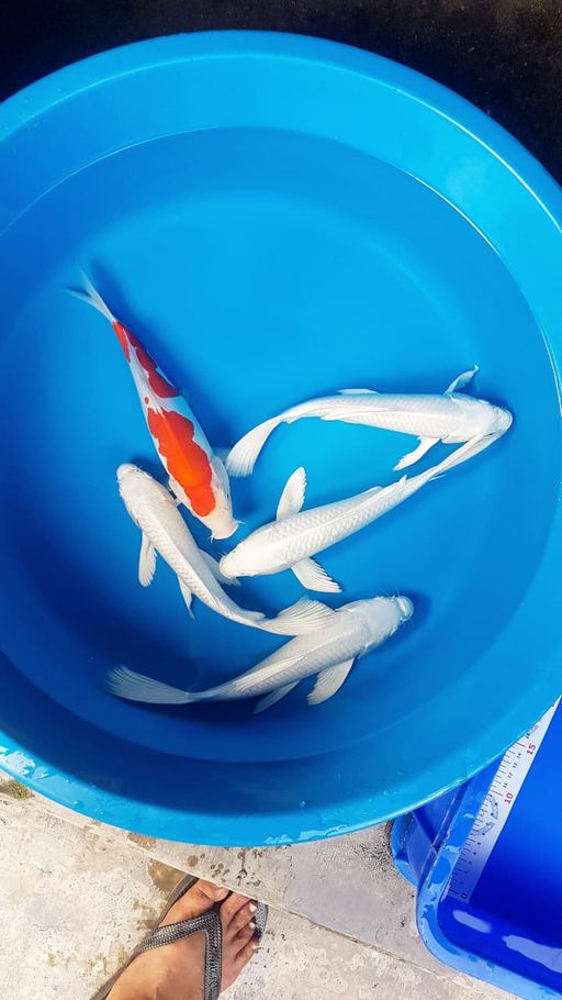 Lelang Koi Online, Jual Beli Ikan Koi, Pusat Jual Beli Koi, Info Lelang Koi Hari Ini, Platform Jual Beli Koi, Jual Beli Ikan Koi Online, Marketplace Ikan Koi, Jual Koi Terbaik, Tempat Beli Koi Berkualitas, Pasar Ikan Koi Online Terpercaya, Penjual Ikan Koi Terpercaya, Beli Koi Hias Online, Ikan Koi untuk Dijual, Koi Kualitas Terbaik, Toko Online Ikan Koi, Koi Hias Untuk Dijual, Jual Beli Ikan Koi Lokal, Koi Indonesia Online, Pusat Jual Beli Koi Terbesar