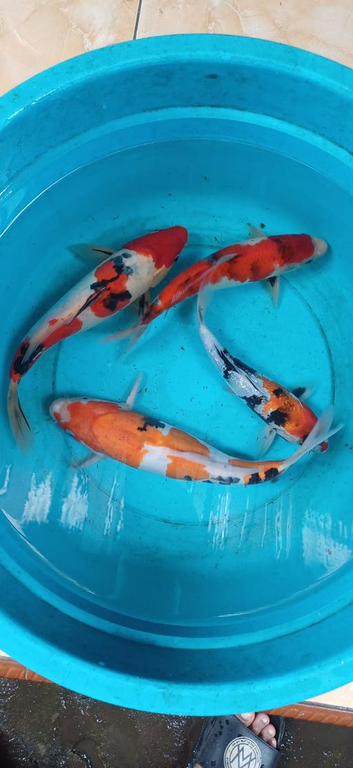 Lelang Koi Online, Jual Beli Ikan Koi, Pusat Jual Beli Koi, Info Lelang Koi Hari Ini, Platform Jual Beli Koi, Jual Beli Ikan Koi Online, Marketplace Ikan Koi, Jual Koi Terbaik, Tempat Beli Koi Berkualitas, Pasar Ikan Koi Online Terpercaya, Penjual Ikan Koi Terpercaya, Beli Koi Hias Online, Ikan Koi untuk Dijual, Koi Kualitas Terbaik, Toko Online Ikan Koi, Koi Hias Untuk Dijual, Jual Beli Ikan Koi Lokal, Koi Indonesia Online, Pusat Jual Beli Koi Terbesar