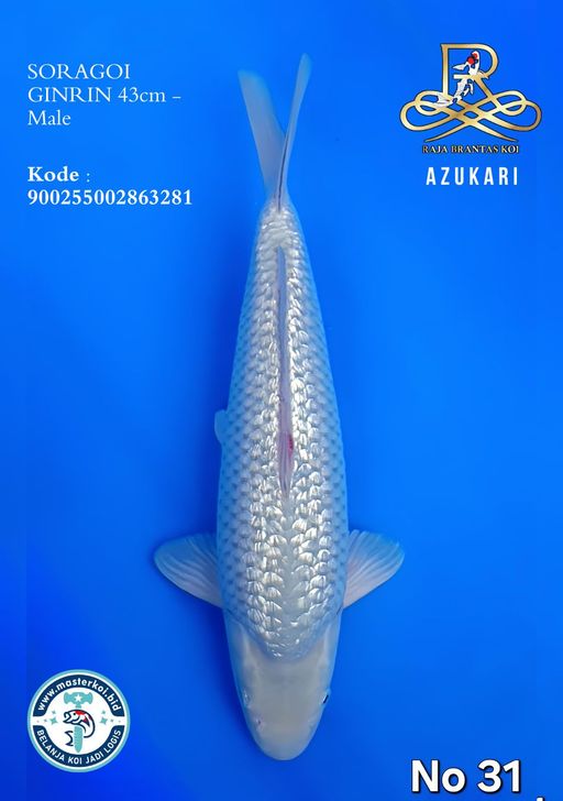Lelang Koi Online, Jual Beli Ikan Koi, Pusat Jual Beli Koi, Info Lelang Koi Hari Ini, Platform Jual Beli Koi, Jual Beli Ikan Koi Online, Marketplace Ikan Koi, Jual Koi Terbaik, Tempat Beli Koi Berkualitas, Pasar Ikan Koi Online Terpercaya, Penjual Ikan Koi Terpercaya, Beli Koi Hias Online, Ikan Koi untuk Dijual, Koi Kualitas Terbaik, Toko Online Ikan Koi, Koi Hias Untuk Dijual, Jual Beli Ikan Koi Lokal, Koi Indonesia Online, Pusat Jual Beli Koi Terbesar