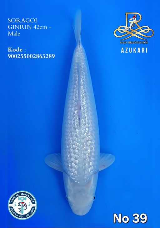 Lelang Koi Online, Jual Beli Ikan Koi, Pusat Jual Beli Koi, Info Lelang Koi Hari Ini, Platform Jual Beli Koi, Jual Beli Ikan Koi Online, Marketplace Ikan Koi, Jual Koi Terbaik, Tempat Beli Koi Berkualitas, Pasar Ikan Koi Online Terpercaya, Penjual Ikan Koi Terpercaya, Beli Koi Hias Online, Ikan Koi untuk Dijual, Koi Kualitas Terbaik, Toko Online Ikan Koi, Koi Hias Untuk Dijual, Jual Beli Ikan Koi Lokal, Koi Indonesia Online, Pusat Jual Beli Koi Terbesar