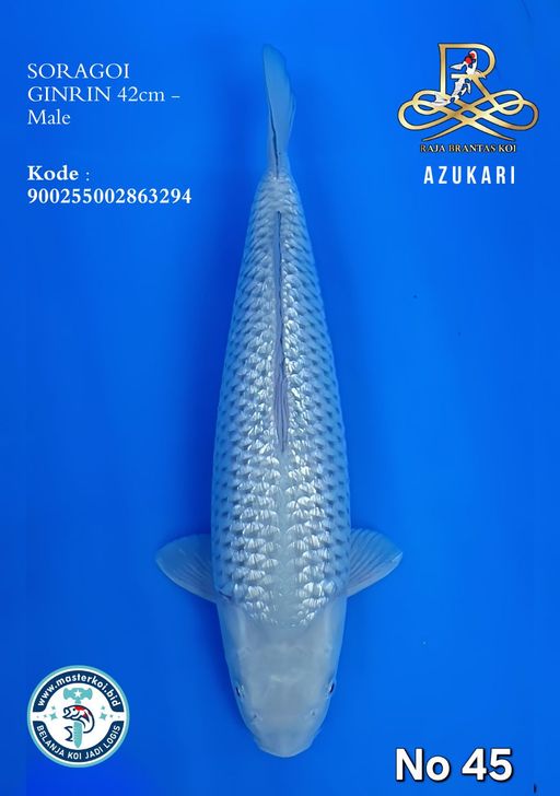 Lelang Koi Online, Jual Beli Ikan Koi, Pusat Jual Beli Koi, Info Lelang Koi Hari Ini, Platform Jual Beli Koi, Jual Beli Ikan Koi Online, Marketplace Ikan Koi, Jual Koi Terbaik, Tempat Beli Koi Berkualitas, Pasar Ikan Koi Online Terpercaya, Penjual Ikan Koi Terpercaya, Beli Koi Hias Online, Ikan Koi untuk Dijual, Koi Kualitas Terbaik, Toko Online Ikan Koi, Koi Hias Untuk Dijual, Jual Beli Ikan Koi Lokal, Koi Indonesia Online, Pusat Jual Beli Koi Terbesar