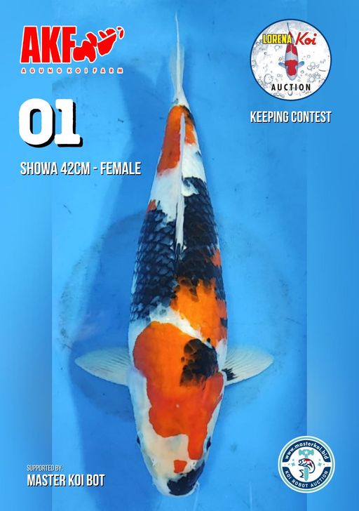 Lelang Koi Online, Jual Beli Ikan Koi, Pusat Jual Beli Koi, Info Lelang Koi Hari Ini, Platform Jual Beli Koi, Jual Beli Ikan Koi Online, Marketplace Ikan Koi, Jual Koi Terbaik, Tempat Beli Koi Berkualitas, Pasar Ikan Koi Online Terpercaya, Penjual Ikan Koi Terpercaya, Beli Koi Hias Online, Ikan Koi untuk Dijual, Koi Kualitas Terbaik, Toko Online Ikan Koi, Koi Hias Untuk Dijual, Jual Beli Ikan Koi Lokal, Koi Indonesia Online, Pusat Jual Beli Koi Terbesar