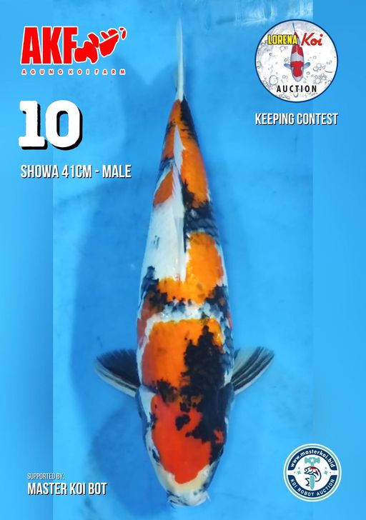 Lelang Koi Online, Jual Beli Ikan Koi, Pusat Jual Beli Koi, Info Lelang Koi Hari Ini, Platform Jual Beli Koi, Jual Beli Ikan Koi Online, Marketplace Ikan Koi, Jual Koi Terbaik, Tempat Beli Koi Berkualitas, Pasar Ikan Koi Online Terpercaya, Penjual Ikan Koi Terpercaya, Beli Koi Hias Online, Ikan Koi untuk Dijual, Koi Kualitas Terbaik, Toko Online Ikan Koi, Koi Hias Untuk Dijual, Jual Beli Ikan Koi Lokal, Koi Indonesia Online, Pusat Jual Beli Koi Terbesar