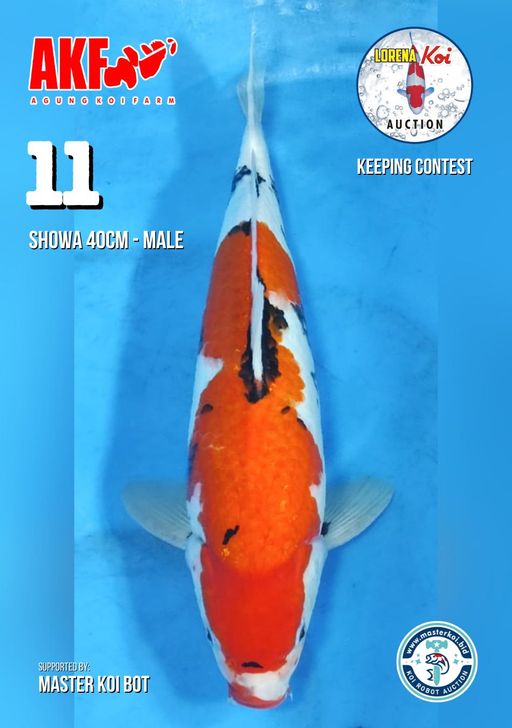 Lelang Koi Online, Jual Beli Ikan Koi, Pusat Jual Beli Koi, Info Lelang Koi Hari Ini, Platform Jual Beli Koi, Jual Beli Ikan Koi Online, Marketplace Ikan Koi, Jual Koi Terbaik, Tempat Beli Koi Berkualitas, Pasar Ikan Koi Online Terpercaya, Penjual Ikan Koi Terpercaya, Beli Koi Hias Online, Ikan Koi untuk Dijual, Koi Kualitas Terbaik, Toko Online Ikan Koi, Koi Hias Untuk Dijual, Jual Beli Ikan Koi Lokal, Koi Indonesia Online, Pusat Jual Beli Koi Terbesar