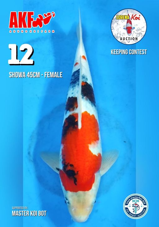 Lelang Koi Online, Jual Beli Ikan Koi, Pusat Jual Beli Koi, Info Lelang Koi Hari Ini, Platform Jual Beli Koi, Jual Beli Ikan Koi Online, Marketplace Ikan Koi, Jual Koi Terbaik, Tempat Beli Koi Berkualitas, Pasar Ikan Koi Online Terpercaya, Penjual Ikan Koi Terpercaya, Beli Koi Hias Online, Ikan Koi untuk Dijual, Koi Kualitas Terbaik, Toko Online Ikan Koi, Koi Hias Untuk Dijual, Jual Beli Ikan Koi Lokal, Koi Indonesia Online, Pusat Jual Beli Koi Terbesar