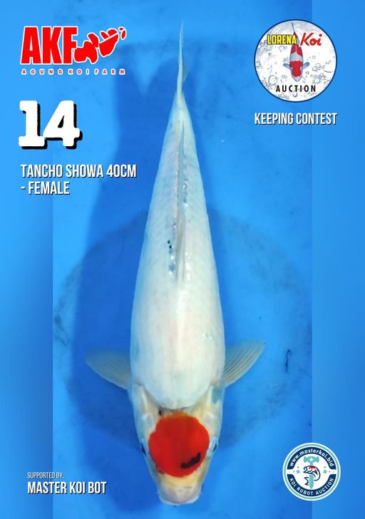 Lelang Koi Online, Jual Beli Ikan Koi, Pusat Jual Beli Koi, Info Lelang Koi Hari Ini, Platform Jual Beli Koi, Jual Beli Ikan Koi Online, Marketplace Ikan Koi, Jual Koi Terbaik, Tempat Beli Koi Berkualitas, Pasar Ikan Koi Online Terpercaya, Penjual Ikan Koi Terpercaya, Beli Koi Hias Online, Ikan Koi untuk Dijual, Koi Kualitas Terbaik, Toko Online Ikan Koi, Koi Hias Untuk Dijual, Jual Beli Ikan Koi Lokal, Koi Indonesia Online, Pusat Jual Beli Koi Terbesar