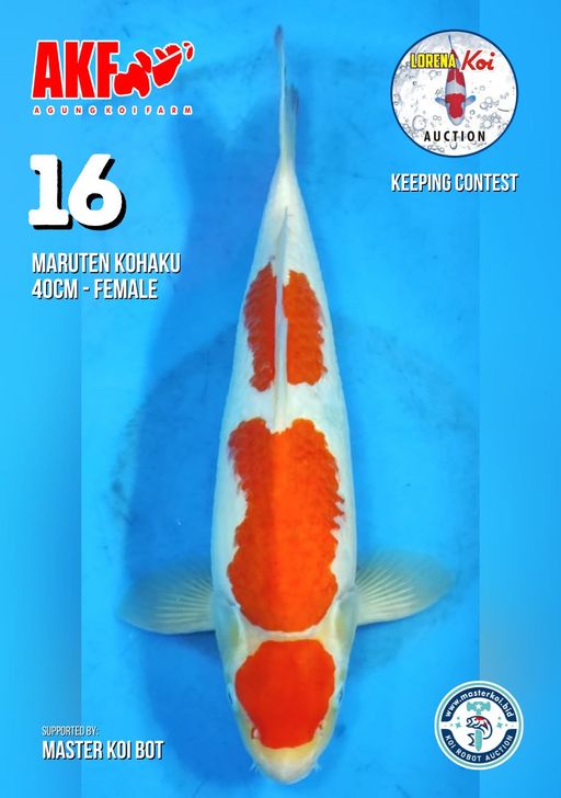 Lelang Koi Online, Jual Beli Ikan Koi, Pusat Jual Beli Koi, Info Lelang Koi Hari Ini, Platform Jual Beli Koi, Jual Beli Ikan Koi Online, Marketplace Ikan Koi, Jual Koi Terbaik, Tempat Beli Koi Berkualitas, Pasar Ikan Koi Online Terpercaya, Penjual Ikan Koi Terpercaya, Beli Koi Hias Online, Ikan Koi untuk Dijual, Koi Kualitas Terbaik, Toko Online Ikan Koi, Koi Hias Untuk Dijual, Jual Beli Ikan Koi Lokal, Koi Indonesia Online, Pusat Jual Beli Koi Terbesar