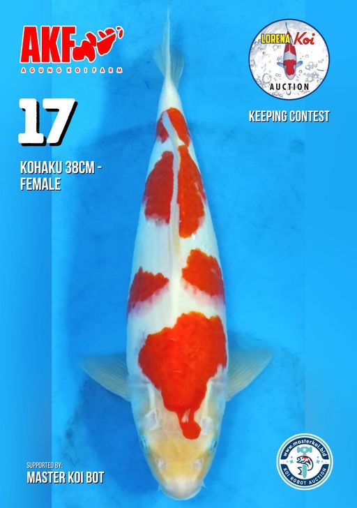 Lelang Koi Online, Jual Beli Ikan Koi, Pusat Jual Beli Koi, Info Lelang Koi Hari Ini, Platform Jual Beli Koi, Jual Beli Ikan Koi Online, Marketplace Ikan Koi, Jual Koi Terbaik, Tempat Beli Koi Berkualitas, Pasar Ikan Koi Online Terpercaya, Penjual Ikan Koi Terpercaya, Beli Koi Hias Online, Ikan Koi untuk Dijual, Koi Kualitas Terbaik, Toko Online Ikan Koi, Koi Hias Untuk Dijual, Jual Beli Ikan Koi Lokal, Koi Indonesia Online, Pusat Jual Beli Koi Terbesar