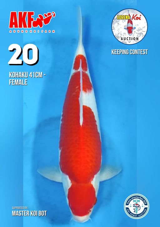 Lelang Koi Online, Jual Beli Ikan Koi, Pusat Jual Beli Koi, Info Lelang Koi Hari Ini, Platform Jual Beli Koi, Jual Beli Ikan Koi Online, Marketplace Ikan Koi, Jual Koi Terbaik, Tempat Beli Koi Berkualitas, Pasar Ikan Koi Online Terpercaya, Penjual Ikan Koi Terpercaya, Beli Koi Hias Online, Ikan Koi untuk Dijual, Koi Kualitas Terbaik, Toko Online Ikan Koi, Koi Hias Untuk Dijual, Jual Beli Ikan Koi Lokal, Koi Indonesia Online, Pusat Jual Beli Koi Terbesar