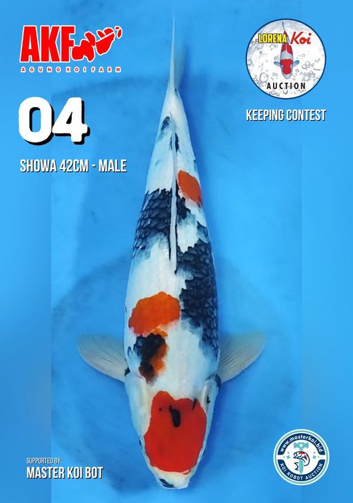 Lelang Koi Online, Jual Beli Ikan Koi, Pusat Jual Beli Koi, Info Lelang Koi Hari Ini, Platform Jual Beli Koi, Jual Beli Ikan Koi Online, Marketplace Ikan Koi, Jual Koi Terbaik, Tempat Beli Koi Berkualitas, Pasar Ikan Koi Online Terpercaya, Penjual Ikan Koi Terpercaya, Beli Koi Hias Online, Ikan Koi untuk Dijual, Koi Kualitas Terbaik, Toko Online Ikan Koi, Koi Hias Untuk Dijual, Jual Beli Ikan Koi Lokal, Koi Indonesia Online, Pusat Jual Beli Koi Terbesar