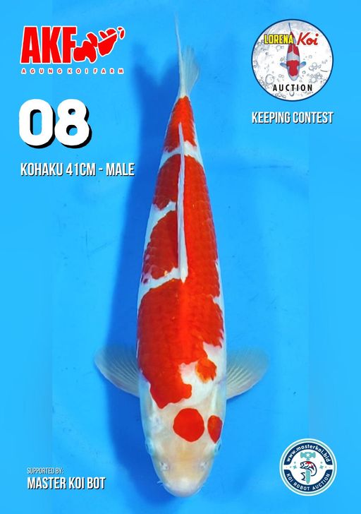 Lelang Koi Online, Jual Beli Ikan Koi, Pusat Jual Beli Koi, Info Lelang Koi Hari Ini, Platform Jual Beli Koi, Jual Beli Ikan Koi Online, Marketplace Ikan Koi, Jual Koi Terbaik, Tempat Beli Koi Berkualitas, Pasar Ikan Koi Online Terpercaya, Penjual Ikan Koi Terpercaya, Beli Koi Hias Online, Ikan Koi untuk Dijual, Koi Kualitas Terbaik, Toko Online Ikan Koi, Koi Hias Untuk Dijual, Jual Beli Ikan Koi Lokal, Koi Indonesia Online, Pusat Jual Beli Koi Terbesar