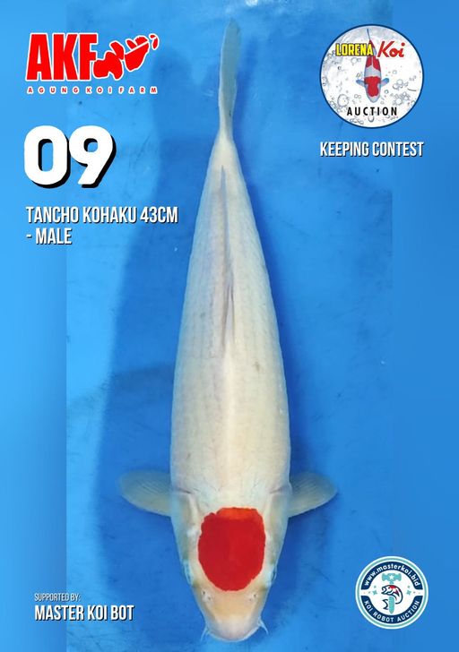 Lelang Koi Online, Jual Beli Ikan Koi, Pusat Jual Beli Koi, Info Lelang Koi Hari Ini, Platform Jual Beli Koi, Jual Beli Ikan Koi Online, Marketplace Ikan Koi, Jual Koi Terbaik, Tempat Beli Koi Berkualitas, Pasar Ikan Koi Online Terpercaya, Penjual Ikan Koi Terpercaya, Beli Koi Hias Online, Ikan Koi untuk Dijual, Koi Kualitas Terbaik, Toko Online Ikan Koi, Koi Hias Untuk Dijual, Jual Beli Ikan Koi Lokal, Koi Indonesia Online, Pusat Jual Beli Koi Terbesar