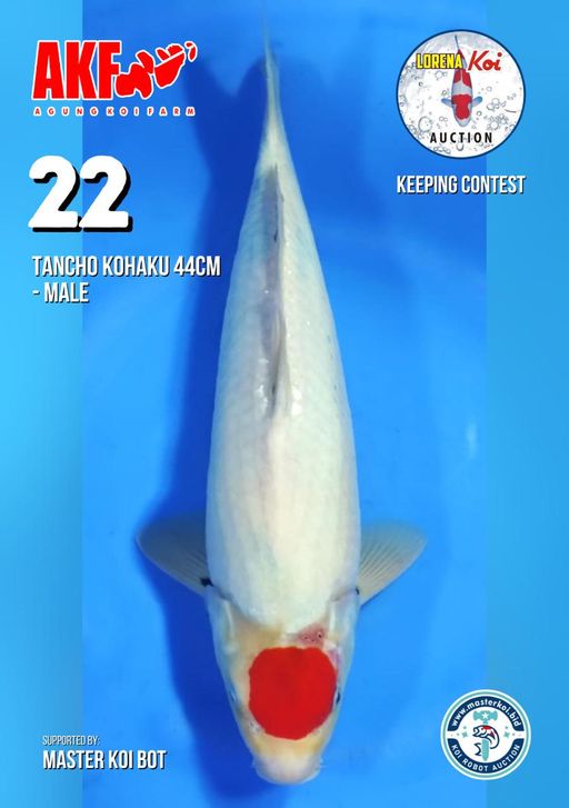 Lelang Koi Online, Jual Beli Ikan Koi, Pusat Jual Beli Koi, Info Lelang Koi Hari Ini, Platform Jual Beli Koi, Jual Beli Ikan Koi Online, Marketplace Ikan Koi, Jual Koi Terbaik, Tempat Beli Koi Berkualitas, Pasar Ikan Koi Online Terpercaya, Penjual Ikan Koi Terpercaya, Beli Koi Hias Online, Ikan Koi untuk Dijual, Koi Kualitas Terbaik, Toko Online Ikan Koi, Koi Hias Untuk Dijual, Jual Beli Ikan Koi Lokal, Koi Indonesia Online, Pusat Jual Beli Koi Terbesar