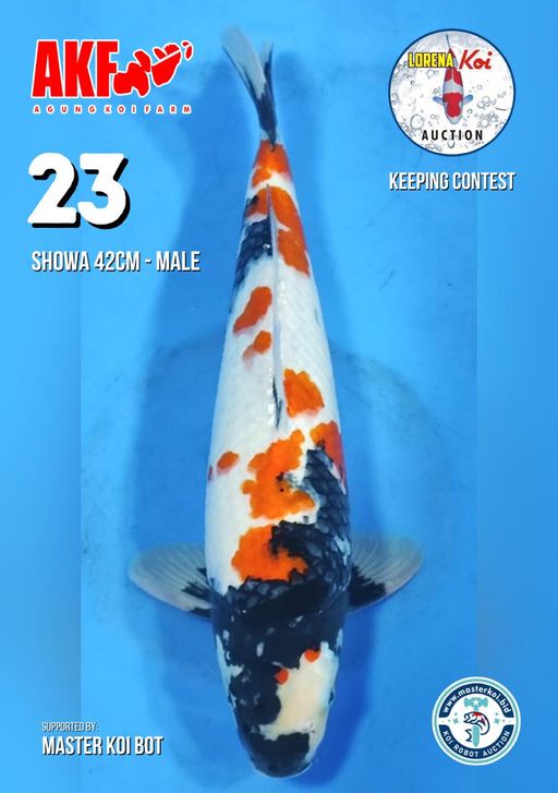 Lelang Koi Online, Jual Beli Ikan Koi, Pusat Jual Beli Koi, Info Lelang Koi Hari Ini, Platform Jual Beli Koi, Jual Beli Ikan Koi Online, Marketplace Ikan Koi, Jual Koi Terbaik, Tempat Beli Koi Berkualitas, Pasar Ikan Koi Online Terpercaya, Penjual Ikan Koi Terpercaya, Beli Koi Hias Online, Ikan Koi untuk Dijual, Koi Kualitas Terbaik, Toko Online Ikan Koi, Koi Hias Untuk Dijual, Jual Beli Ikan Koi Lokal, Koi Indonesia Online, Pusat Jual Beli Koi Terbesar