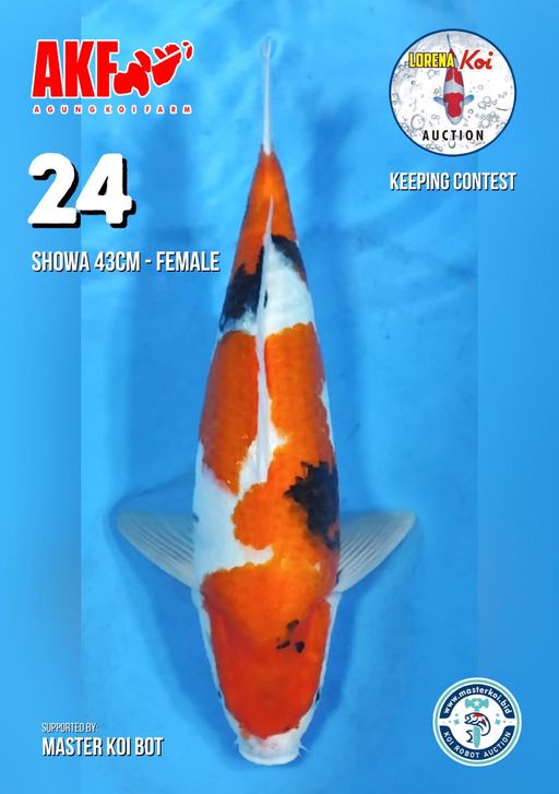 Lelang Koi Online, Jual Beli Ikan Koi, Pusat Jual Beli Koi, Info Lelang Koi Hari Ini, Platform Jual Beli Koi, Jual Beli Ikan Koi Online, Marketplace Ikan Koi, Jual Koi Terbaik, Tempat Beli Koi Berkualitas, Pasar Ikan Koi Online Terpercaya, Penjual Ikan Koi Terpercaya, Beli Koi Hias Online, Ikan Koi untuk Dijual, Koi Kualitas Terbaik, Toko Online Ikan Koi, Koi Hias Untuk Dijual, Jual Beli Ikan Koi Lokal, Koi Indonesia Online, Pusat Jual Beli Koi Terbesar