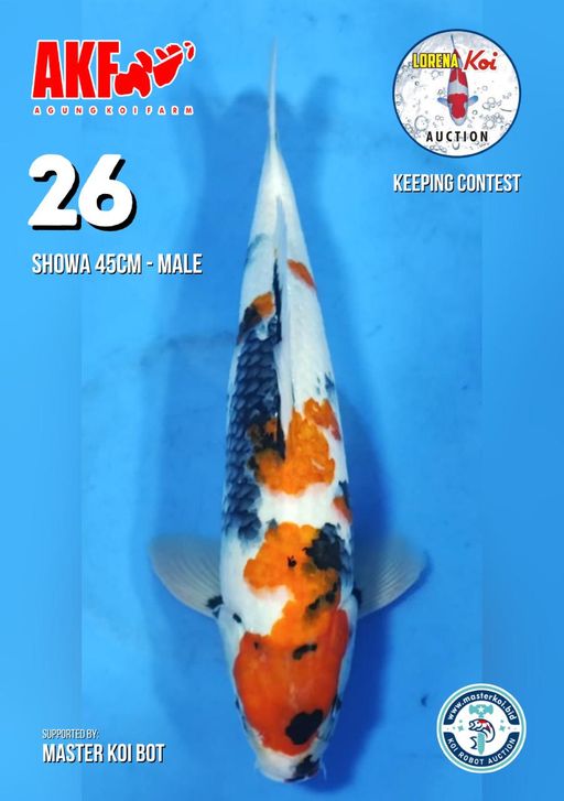 Lelang Koi Online, Jual Beli Ikan Koi, Pusat Jual Beli Koi, Info Lelang Koi Hari Ini, Platform Jual Beli Koi, Jual Beli Ikan Koi Online, Marketplace Ikan Koi, Jual Koi Terbaik, Tempat Beli Koi Berkualitas, Pasar Ikan Koi Online Terpercaya, Penjual Ikan Koi Terpercaya, Beli Koi Hias Online, Ikan Koi untuk Dijual, Koi Kualitas Terbaik, Toko Online Ikan Koi, Koi Hias Untuk Dijual, Jual Beli Ikan Koi Lokal, Koi Indonesia Online, Pusat Jual Beli Koi Terbesar