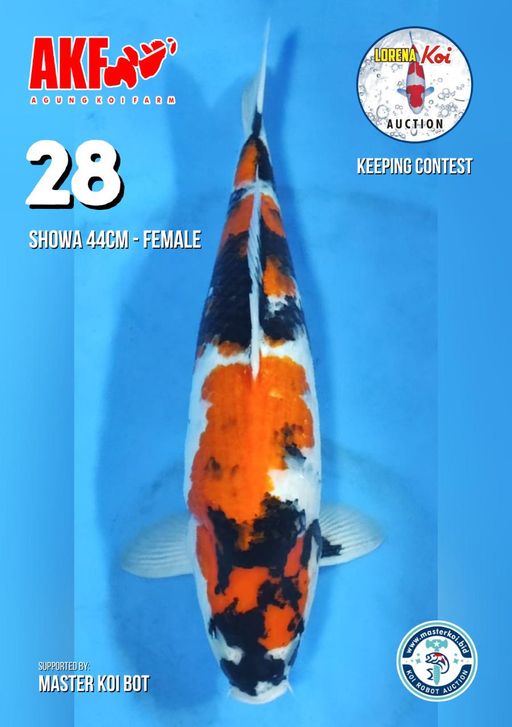 Lelang Koi Online, Jual Beli Ikan Koi, Pusat Jual Beli Koi, Info Lelang Koi Hari Ini, Platform Jual Beli Koi, Jual Beli Ikan Koi Online, Marketplace Ikan Koi, Jual Koi Terbaik, Tempat Beli Koi Berkualitas, Pasar Ikan Koi Online Terpercaya, Penjual Ikan Koi Terpercaya, Beli Koi Hias Online, Ikan Koi untuk Dijual, Koi Kualitas Terbaik, Toko Online Ikan Koi, Koi Hias Untuk Dijual, Jual Beli Ikan Koi Lokal, Koi Indonesia Online, Pusat Jual Beli Koi Terbesar