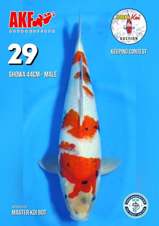 Lelang Koi Online, Jual Beli Ikan Koi, Pusat Jual Beli Koi, Info Lelang Koi Hari Ini, Platform Jual Beli Koi, Jual Beli Ikan Koi Online, Marketplace Ikan Koi, Jual Koi Terbaik, Tempat Beli Koi Berkualitas, Pasar Ikan Koi Online Terpercaya, Penjual Ikan Koi Terpercaya, Beli Koi Hias Online, Ikan Koi untuk Dijual, Koi Kualitas Terbaik, Toko Online Ikan Koi, Koi Hias Untuk Dijual, Jual Beli Ikan Koi Lokal, Koi Indonesia Online, Pusat Jual Beli Koi Terbesar