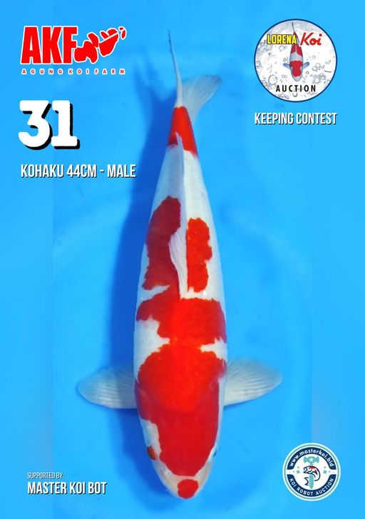 Lelang Koi Online, Jual Beli Ikan Koi, Pusat Jual Beli Koi, Info Lelang Koi Hari Ini, Platform Jual Beli Koi, Jual Beli Ikan Koi Online, Marketplace Ikan Koi, Jual Koi Terbaik, Tempat Beli Koi Berkualitas, Pasar Ikan Koi Online Terpercaya, Penjual Ikan Koi Terpercaya, Beli Koi Hias Online, Ikan Koi untuk Dijual, Koi Kualitas Terbaik, Toko Online Ikan Koi, Koi Hias Untuk Dijual, Jual Beli Ikan Koi Lokal, Koi Indonesia Online, Pusat Jual Beli Koi Terbesar