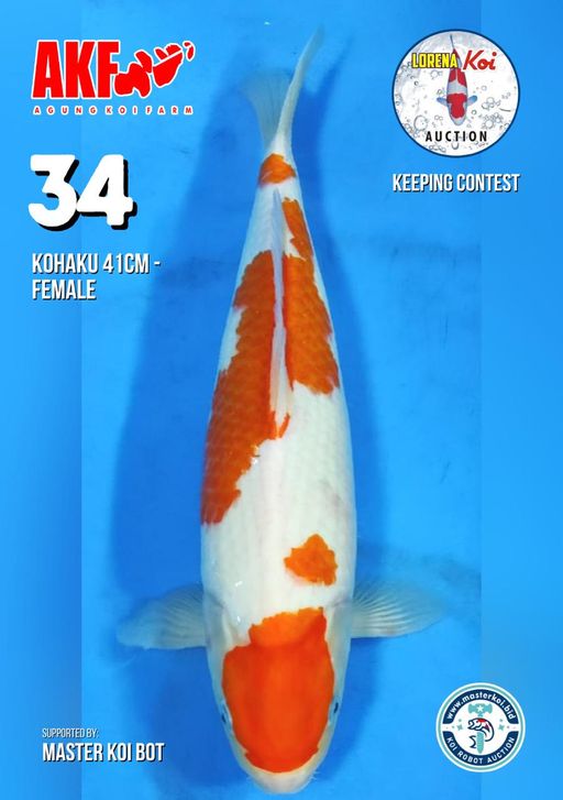 Lelang Koi Online, Jual Beli Ikan Koi, Pusat Jual Beli Koi, Info Lelang Koi Hari Ini, Platform Jual Beli Koi, Jual Beli Ikan Koi Online, Marketplace Ikan Koi, Jual Koi Terbaik, Tempat Beli Koi Berkualitas, Pasar Ikan Koi Online Terpercaya, Penjual Ikan Koi Terpercaya, Beli Koi Hias Online, Ikan Koi untuk Dijual, Koi Kualitas Terbaik, Toko Online Ikan Koi, Koi Hias Untuk Dijual, Jual Beli Ikan Koi Lokal, Koi Indonesia Online, Pusat Jual Beli Koi Terbesar