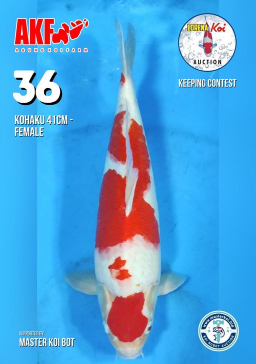 Lelang Koi Online, Jual Beli Ikan Koi, Pusat Jual Beli Koi, Info Lelang Koi Hari Ini, Platform Jual Beli Koi, Jual Beli Ikan Koi Online, Marketplace Ikan Koi, Jual Koi Terbaik, Tempat Beli Koi Berkualitas, Pasar Ikan Koi Online Terpercaya, Penjual Ikan Koi Terpercaya, Beli Koi Hias Online, Ikan Koi untuk Dijual, Koi Kualitas Terbaik, Toko Online Ikan Koi, Koi Hias Untuk Dijual, Jual Beli Ikan Koi Lokal, Koi Indonesia Online, Pusat Jual Beli Koi Terbesar