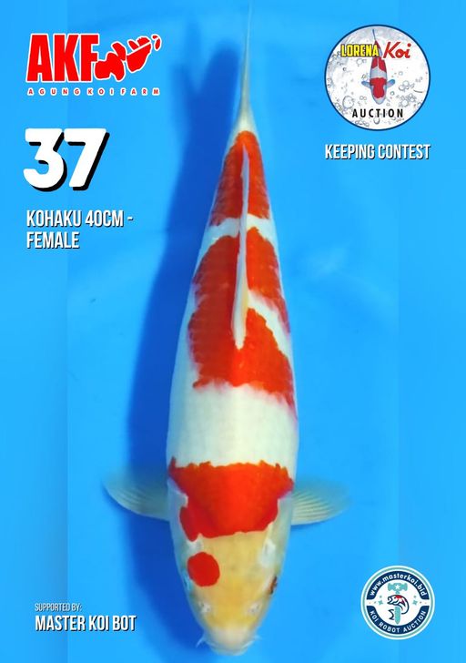 Lelang Koi Online, Jual Beli Ikan Koi, Pusat Jual Beli Koi, Info Lelang Koi Hari Ini, Platform Jual Beli Koi, Jual Beli Ikan Koi Online, Marketplace Ikan Koi, Jual Koi Terbaik, Tempat Beli Koi Berkualitas, Pasar Ikan Koi Online Terpercaya, Penjual Ikan Koi Terpercaya, Beli Koi Hias Online, Ikan Koi untuk Dijual, Koi Kualitas Terbaik, Toko Online Ikan Koi, Koi Hias Untuk Dijual, Jual Beli Ikan Koi Lokal, Koi Indonesia Online, Pusat Jual Beli Koi Terbesar