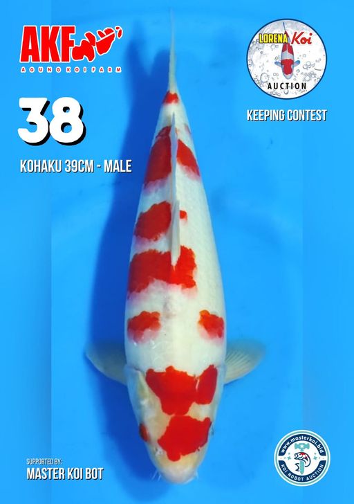 Lelang Koi Online, Jual Beli Ikan Koi, Pusat Jual Beli Koi, Info Lelang Koi Hari Ini, Platform Jual Beli Koi, Jual Beli Ikan Koi Online, Marketplace Ikan Koi, Jual Koi Terbaik, Tempat Beli Koi Berkualitas, Pasar Ikan Koi Online Terpercaya, Penjual Ikan Koi Terpercaya, Beli Koi Hias Online, Ikan Koi untuk Dijual, Koi Kualitas Terbaik, Toko Online Ikan Koi, Koi Hias Untuk Dijual, Jual Beli Ikan Koi Lokal, Koi Indonesia Online, Pusat Jual Beli Koi Terbesar