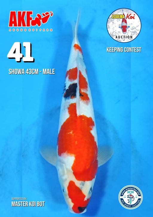 Lelang Koi Online, Jual Beli Ikan Koi, Pusat Jual Beli Koi, Info Lelang Koi Hari Ini, Platform Jual Beli Koi, Jual Beli Ikan Koi Online, Marketplace Ikan Koi, Jual Koi Terbaik, Tempat Beli Koi Berkualitas, Pasar Ikan Koi Online Terpercaya, Penjual Ikan Koi Terpercaya, Beli Koi Hias Online, Ikan Koi untuk Dijual, Koi Kualitas Terbaik, Toko Online Ikan Koi, Koi Hias Untuk Dijual, Jual Beli Ikan Koi Lokal, Koi Indonesia Online, Pusat Jual Beli Koi Terbesar