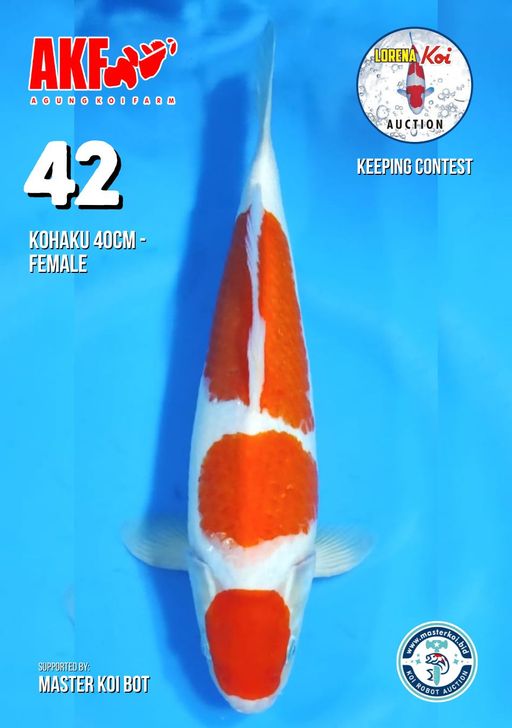 Lelang Koi Online, Jual Beli Ikan Koi, Pusat Jual Beli Koi, Info Lelang Koi Hari Ini, Platform Jual Beli Koi, Jual Beli Ikan Koi Online, Marketplace Ikan Koi, Jual Koi Terbaik, Tempat Beli Koi Berkualitas, Pasar Ikan Koi Online Terpercaya, Penjual Ikan Koi Terpercaya, Beli Koi Hias Online, Ikan Koi untuk Dijual, Koi Kualitas Terbaik, Toko Online Ikan Koi, Koi Hias Untuk Dijual, Jual Beli Ikan Koi Lokal, Koi Indonesia Online, Pusat Jual Beli Koi Terbesar