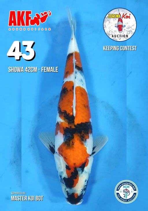 Lelang Koi Online, Jual Beli Ikan Koi, Pusat Jual Beli Koi, Info Lelang Koi Hari Ini, Platform Jual Beli Koi, Jual Beli Ikan Koi Online, Marketplace Ikan Koi, Jual Koi Terbaik, Tempat Beli Koi Berkualitas, Pasar Ikan Koi Online Terpercaya, Penjual Ikan Koi Terpercaya, Beli Koi Hias Online, Ikan Koi untuk Dijual, Koi Kualitas Terbaik, Toko Online Ikan Koi, Koi Hias Untuk Dijual, Jual Beli Ikan Koi Lokal, Koi Indonesia Online, Pusat Jual Beli Koi Terbesar