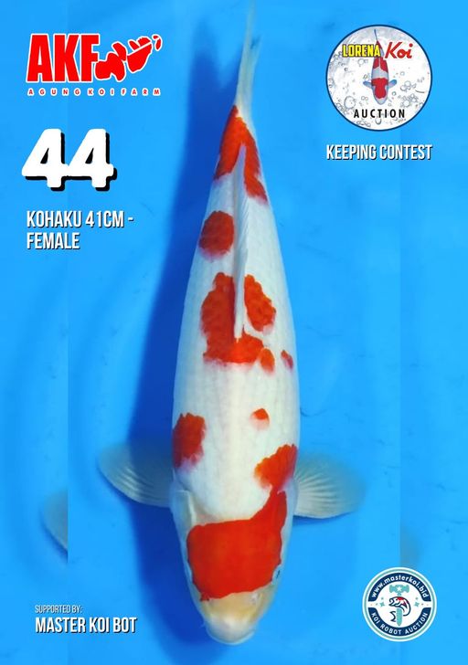 Lelang Koi Online, Jual Beli Ikan Koi, Pusat Jual Beli Koi, Info Lelang Koi Hari Ini, Platform Jual Beli Koi, Jual Beli Ikan Koi Online, Marketplace Ikan Koi, Jual Koi Terbaik, Tempat Beli Koi Berkualitas, Pasar Ikan Koi Online Terpercaya, Penjual Ikan Koi Terpercaya, Beli Koi Hias Online, Ikan Koi untuk Dijual, Koi Kualitas Terbaik, Toko Online Ikan Koi, Koi Hias Untuk Dijual, Jual Beli Ikan Koi Lokal, Koi Indonesia Online, Pusat Jual Beli Koi Terbesar