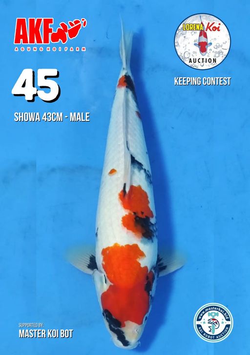 Lelang Koi Online, Jual Beli Ikan Koi, Pusat Jual Beli Koi, Info Lelang Koi Hari Ini, Platform Jual Beli Koi, Jual Beli Ikan Koi Online, Marketplace Ikan Koi, Jual Koi Terbaik, Tempat Beli Koi Berkualitas, Pasar Ikan Koi Online Terpercaya, Penjual Ikan Koi Terpercaya, Beli Koi Hias Online, Ikan Koi untuk Dijual, Koi Kualitas Terbaik, Toko Online Ikan Koi, Koi Hias Untuk Dijual, Jual Beli Ikan Koi Lokal, Koi Indonesia Online, Pusat Jual Beli Koi Terbesar