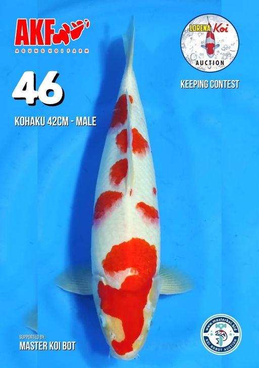 Lelang Koi Online, Jual Beli Ikan Koi, Pusat Jual Beli Koi, Info Lelang Koi Hari Ini, Platform Jual Beli Koi, Jual Beli Ikan Koi Online, Marketplace Ikan Koi, Jual Koi Terbaik, Tempat Beli Koi Berkualitas, Pasar Ikan Koi Online Terpercaya, Penjual Ikan Koi Terpercaya, Beli Koi Hias Online, Ikan Koi untuk Dijual, Koi Kualitas Terbaik, Toko Online Ikan Koi, Koi Hias Untuk Dijual, Jual Beli Ikan Koi Lokal, Koi Indonesia Online, Pusat Jual Beli Koi Terbesar
